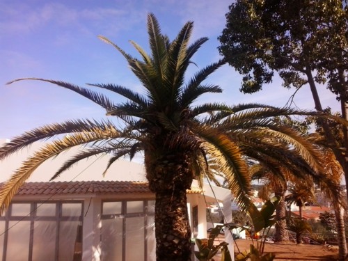Stubbusch Algarve palmenrettung palmen retten 