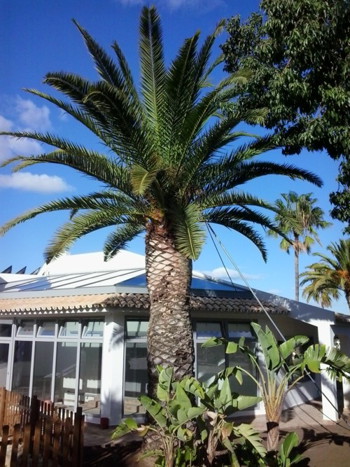 Stubbusch Algarve palmenrettung palmenbehandlung 