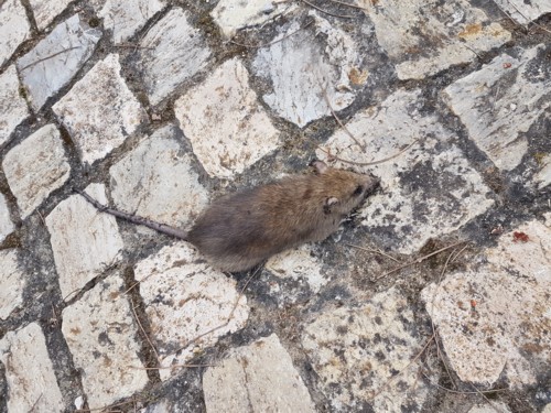 Schädlingsbekämpfung Algarve - RATTEN