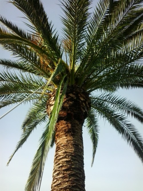 erfolgreiche behandlung von palmen