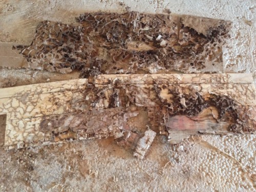 wood infestation by termites algarve