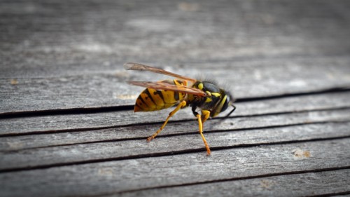 algarve treatment against wasps