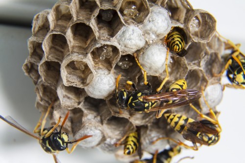 protection against wasps algarve