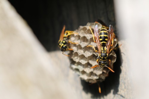 combate against wasps alentejo algarve