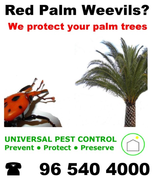 palm tree protection weevil algarve