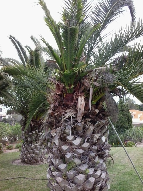 empresa salva palmeiras