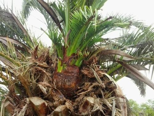 empresa no algarve salvando palmeiras