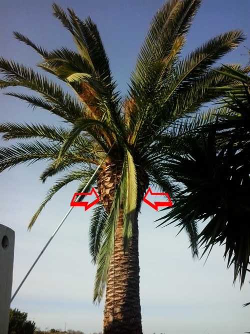 tratamento de palmeiras