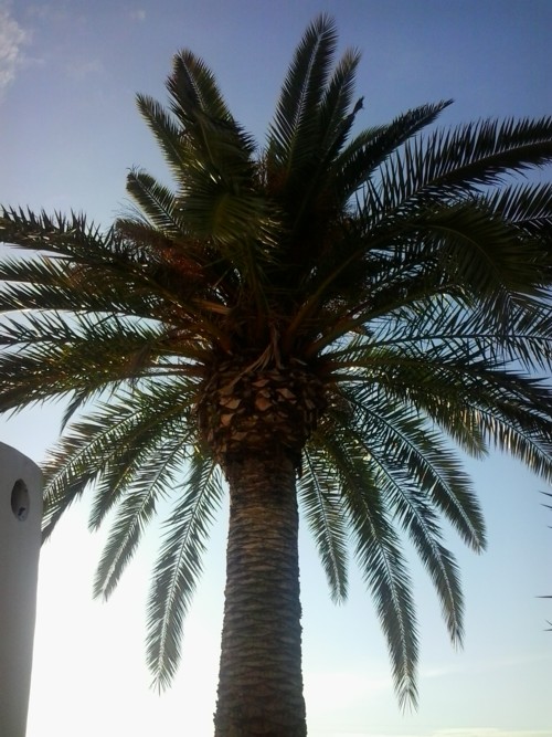 palmeira salvada