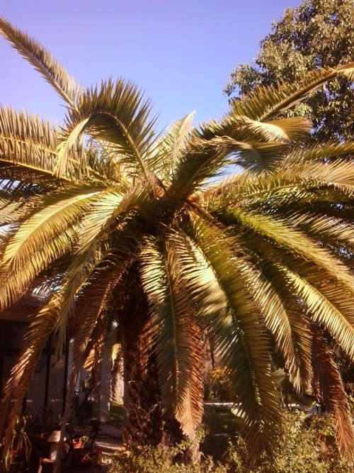Stubbusch Algarve palmenrettung palmen retten