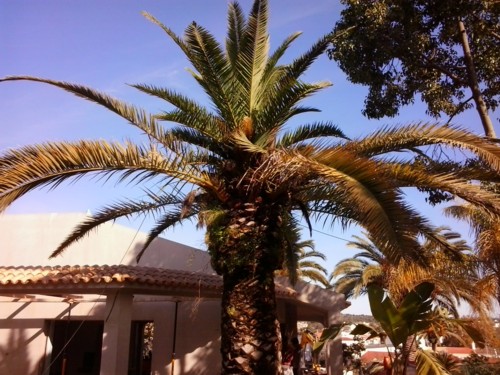 Stubbusch Algarve palmenrettung palmen retten