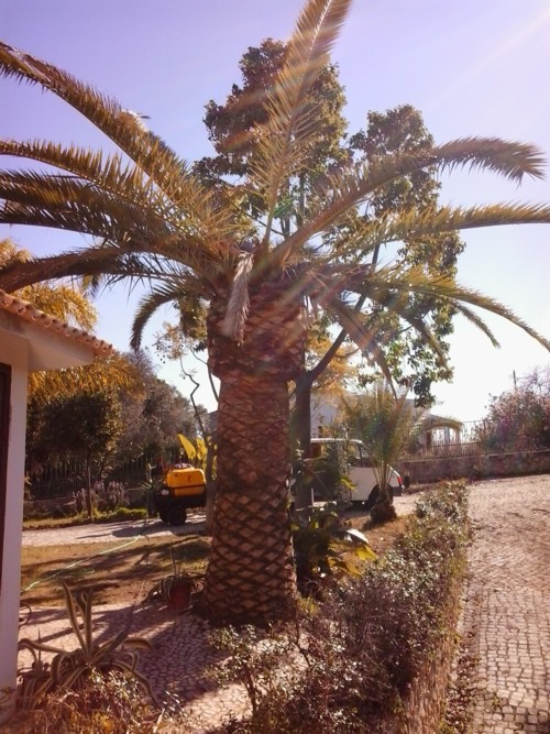 Stubbusch Algarve palmenrettung palmen retten