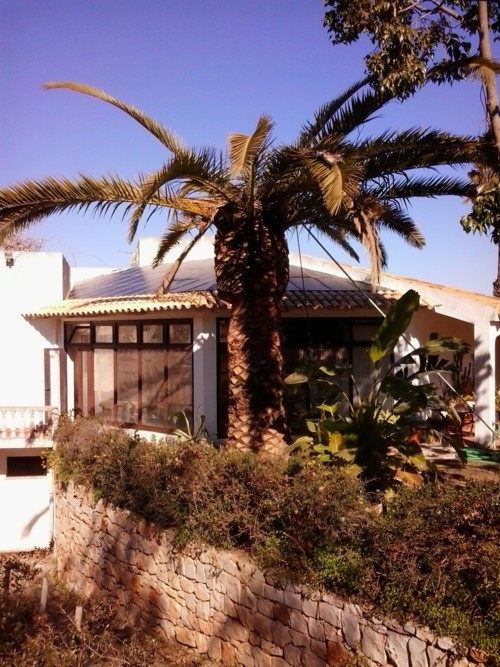 Stubbusch Algarve palmenrettung palmen retten