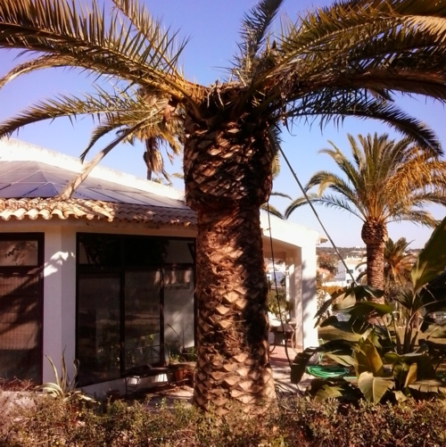 Stubbusch Algarve palmenrettung palmen retten