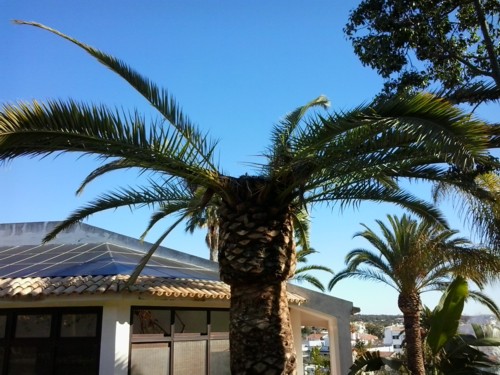 Stubbusch Algarve palmenrettung palmen retten