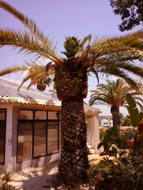 Stubbusch Algarve palmenrettung palmen retten