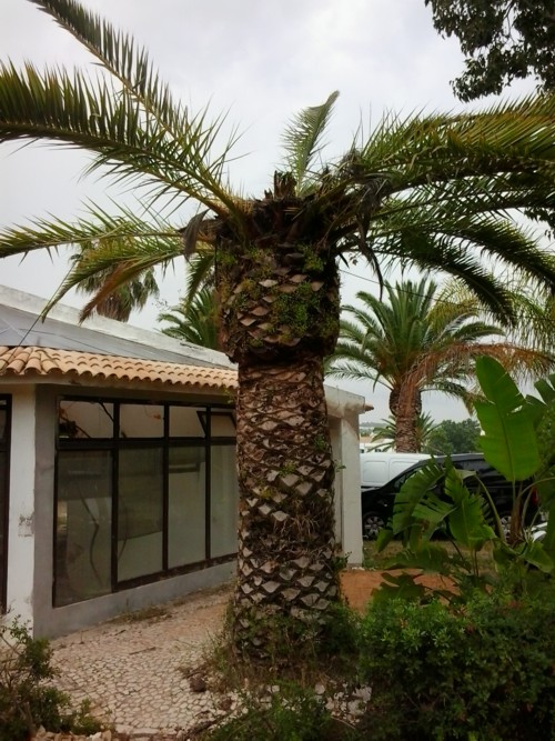 Stubbusch Algarve palmenrettung palmen retten