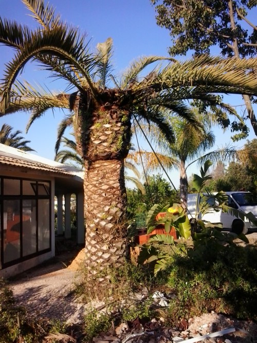 Stubbusch Algarve palmenrettung palmen retten