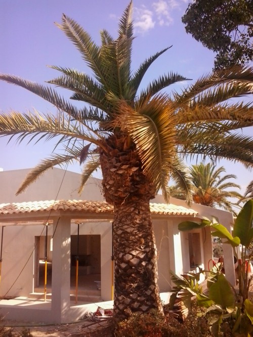 Stubbusch Algarve palmenrettung palmen retten