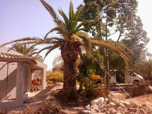 Stubbusch Algarve palmenrettung palmen retten