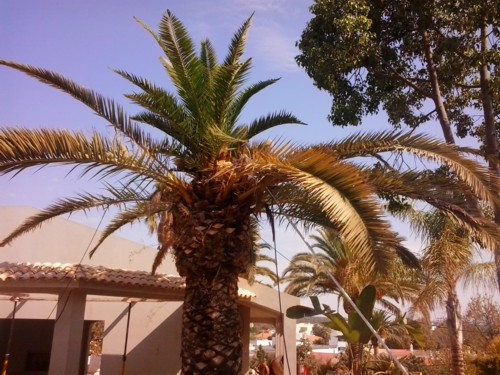 Stubbusch Algarve palmenrettung palmen retten