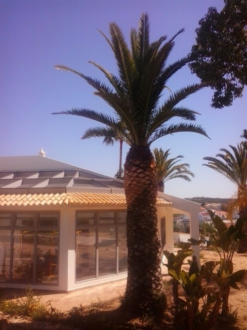 Stubbusch Algarve palmenrettung palmen retten