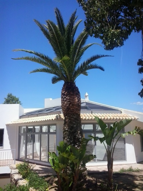 Stubbusch Algarve palmenrettung palmen retten