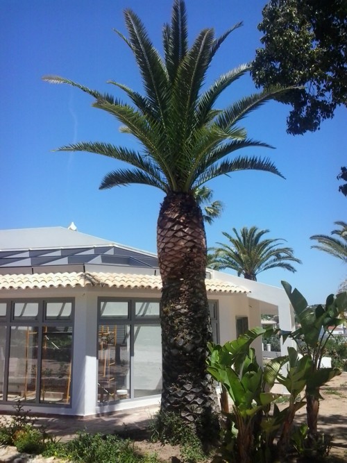 Stubbusch Algarve palmenrettung palmen retten