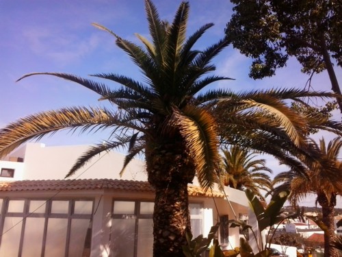 Stubbusch Algarve palmenrettung palmen retten