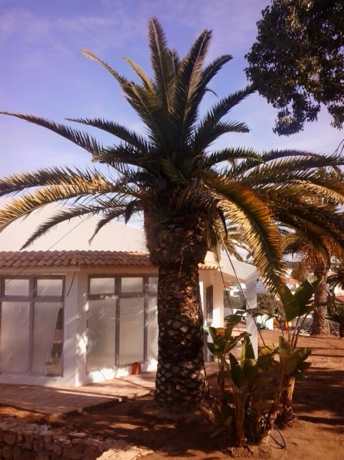 Stubbusch Algarve palmenrettung palmen retten