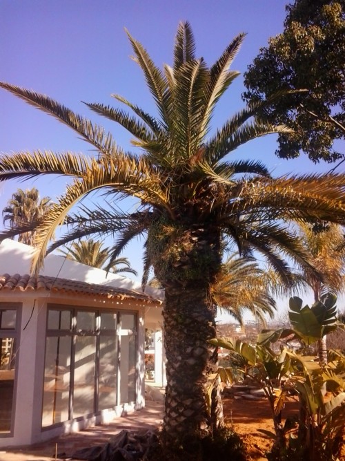 Stubbusch Algarve palmenrettung palmen retten