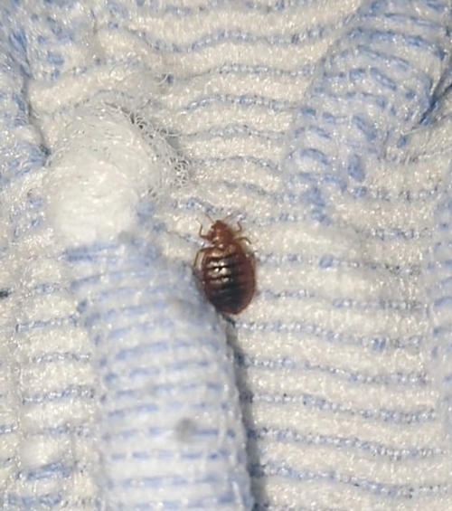 percevejo na cama no algarve