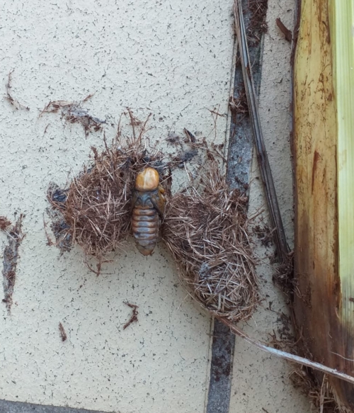Stubbusch Algarve Pest Control