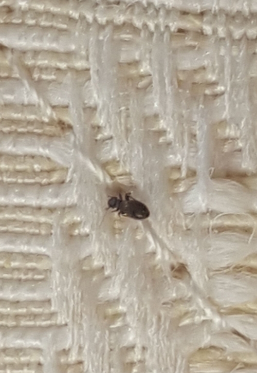 bettwanze auf matraze im algarve