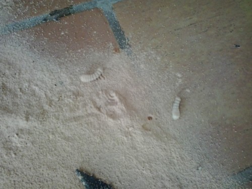 befallene Holzelemente Algarve