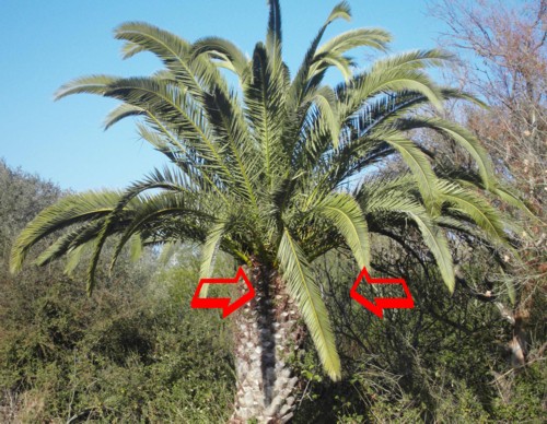 geschädigte palmen im algarve