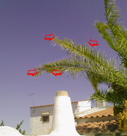 zeichen von palmkämferbefall im algarve