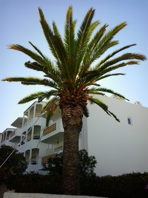 befallene palmen im algarve
