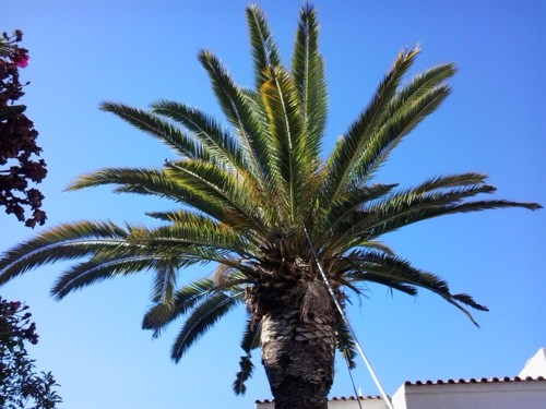 vom palmrüssler befallene palmen im algarve