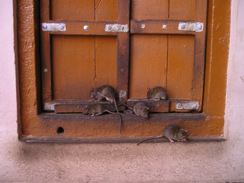 ratten schutz bekämpfung algarve