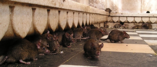 kampf gegen ratten im algarve