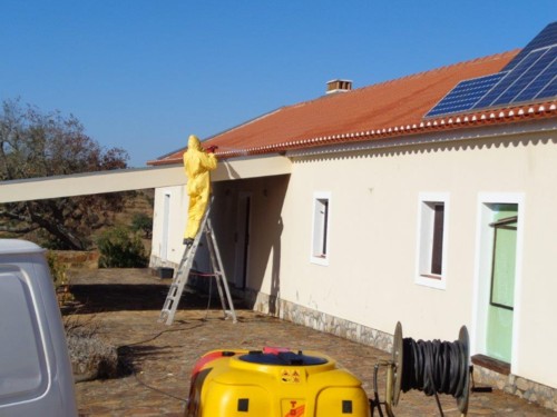 wespenbekämpfung im algarve