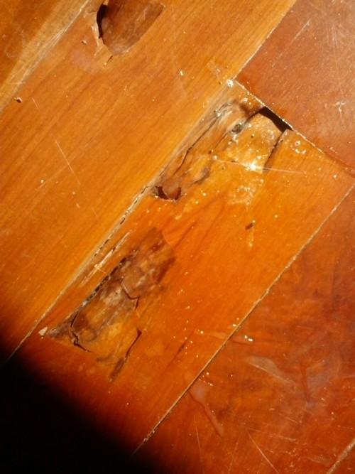 wood treatments agains weevils algarve alentejo