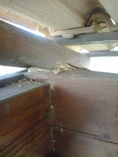 wood treatments agains weevils algarve alentejo