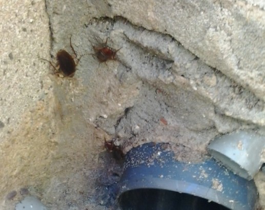 combate against cockroaches algarve