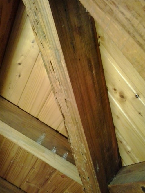 infestation of wood algarve