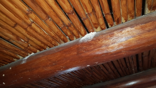 infested roof