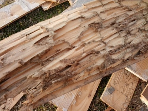 protection against termites algarve