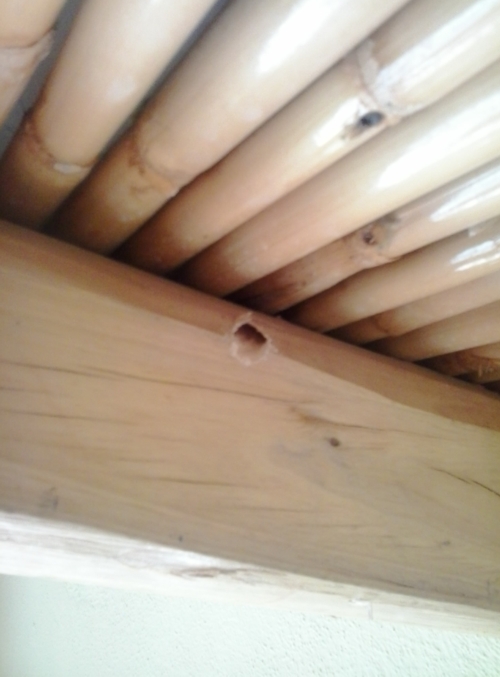 wood treatments agains weevils algarve alentejo
