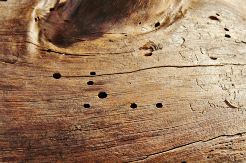 company treating wood algarve